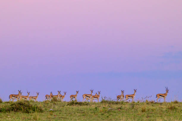 Impala herd in Maasai Mara, Kenya stock photo