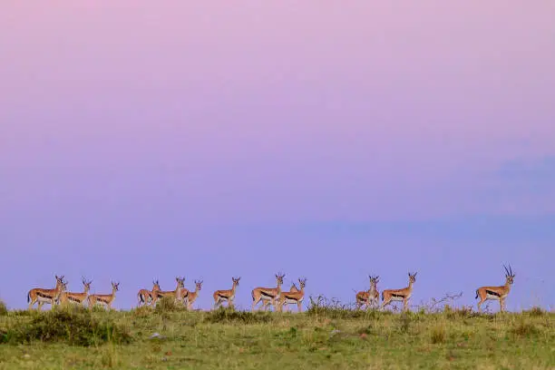 Impala herd in Maasai Mara, Kenya against vibrant evening sky.