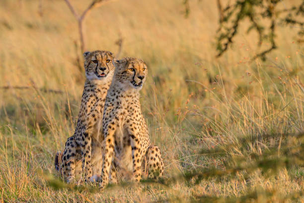 Cheetah cubs in golden light stock photo