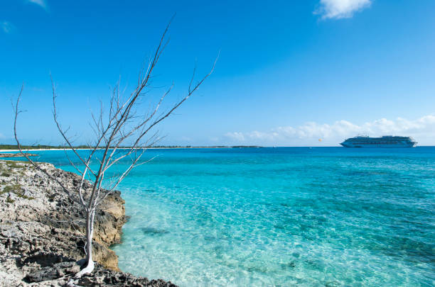 Half Moon Cay Coastline Dry Tree And A Cruise Ship stock photo