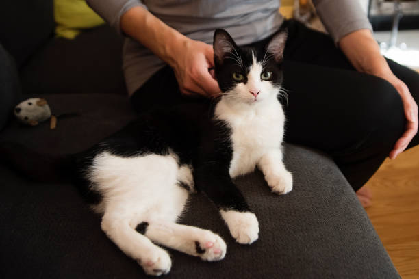 istock Adorable kitten resting on couch with woman. 1443308130