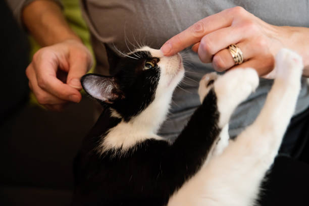 istock Adorable kitten resting on couch with woman. 1443308742