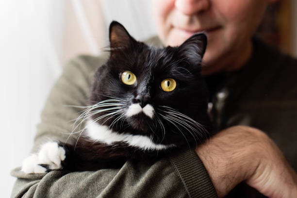 Adorable cat being held by senior man. Tuxedo female cat with a little white mustache looking at camera. Partial view of the man. Horizontal close-up indoors shot with some copy space. This was taken in Montreal, Quebec, Canada.