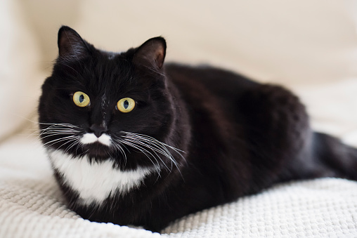 Playful tuxedo cat lying on a couch. She has a cute little white moustache. White couch in the background. Horizontal full length indoors shot with copy space. This was taken in Montreal, Quebec, Canada.