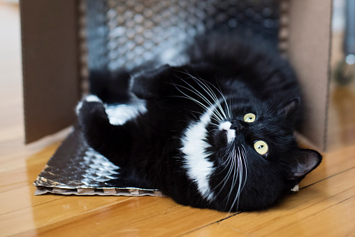 Playful tuxedo cat lying on her back in a cardboard box. She has a cute little white moustache. Wooden floor in the background. Horizontal full length indoors shot with copy space. This was taken in Montreal, Quebec, Canada.