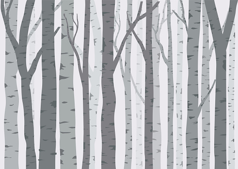 seamless pattern with birch trees. Design element for wallpapers, web site background, fabric print, Vector illustration.