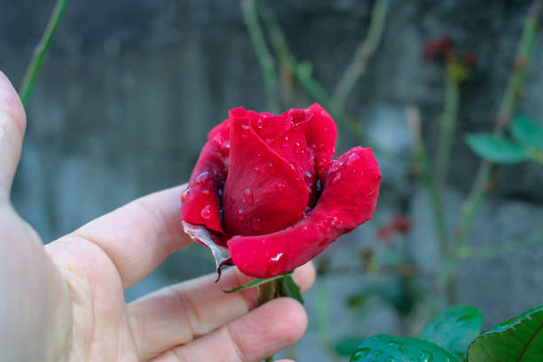 istock touching a red rose with my fingers 1443309527
