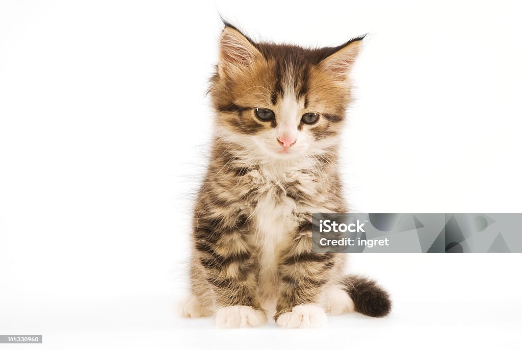 Triste pouco kitty. - Royalty-free Animal Foto de stock