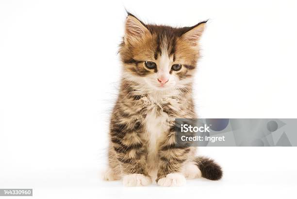 Triste Pouco Kitty - Fotografias de stock e mais imagens de Animal - Animal, Animal Doméstico, Animal de Estimação