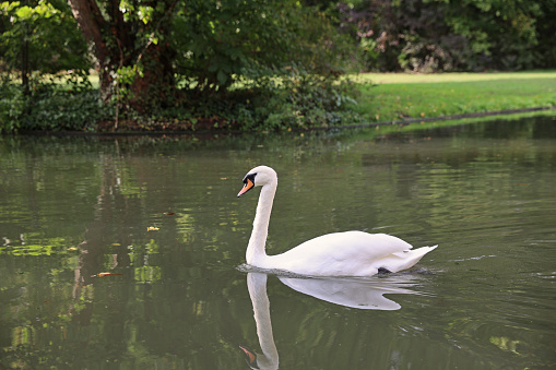 swan on lake water in sunny day, swan on pond in park, nature series