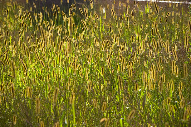 Grass in sun stock photo