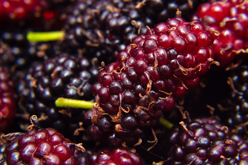 Goiânia, Goias, Brazil – November 21, 2022:  Freshly picked and ready-to-eat wild fruits. Mulberry - fruit of the mulberry tree.