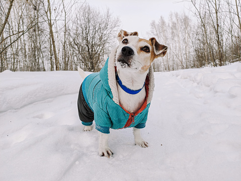 Dressed dog Jack Russell on a walk in the winter in the snow, stands looking up Lifestyle, copy space