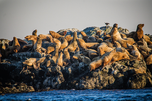 Large group of Australian fur seals or sea lions swimming through clear ocean