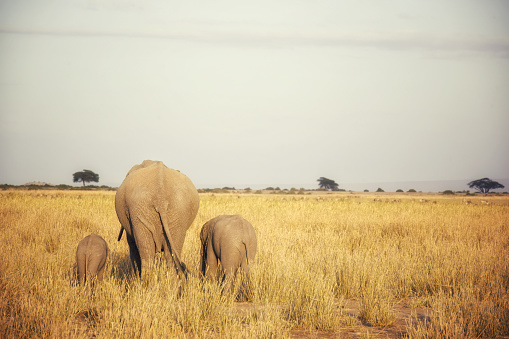 Rear view of three elephants walking in the Amboseli National Park in Kenya.