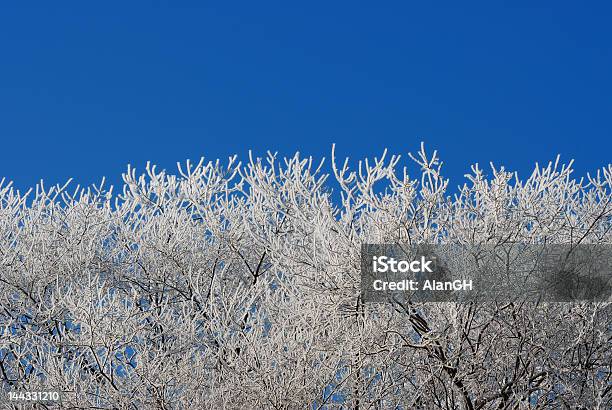 Hoar Frost And Blue Sky Stock Photo - Download Image Now - Blue, Branch - Plant Part, Coating - Outer Layer