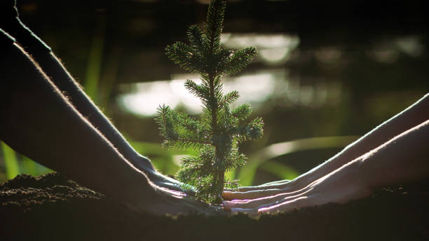 istock Two people planting a young plant. Saving the planet 1443313212