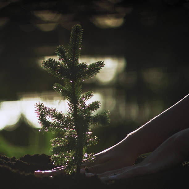istock Planting a young plant. Saving the planet. Vertical image 1443313216