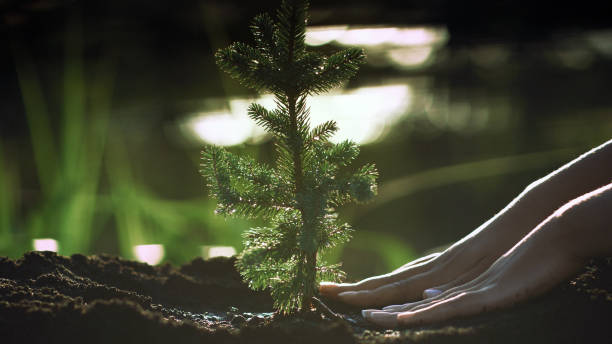 istock Planting a young pine plant. Saving the planet 1443313217
