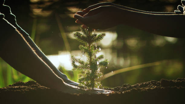 istock Two people watering a young pine plant. Saving the planet 1443313221