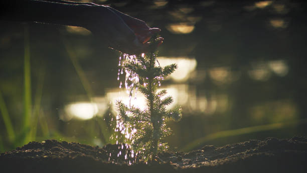 istock Watering a young pine plant. Saving the planet 1443313236