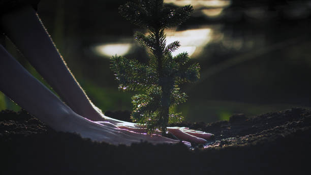 istock Planting a young plant. Saving the planet 1443313241