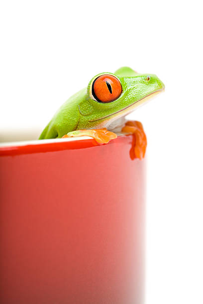 istock frog looking out of cooking pot 144331468
