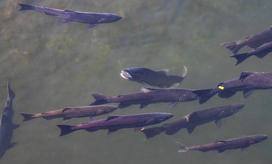 A rare peek at a group of the endangered Spring Run Butte Creek Salmon in October of 2022