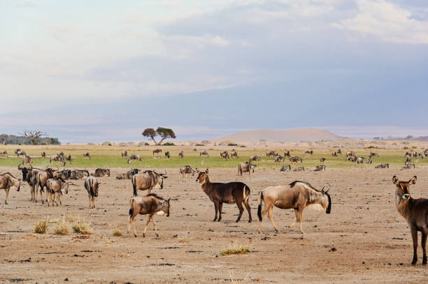 A meeting between two elephants in the Amboseli wilderness. Kenya, Africa.