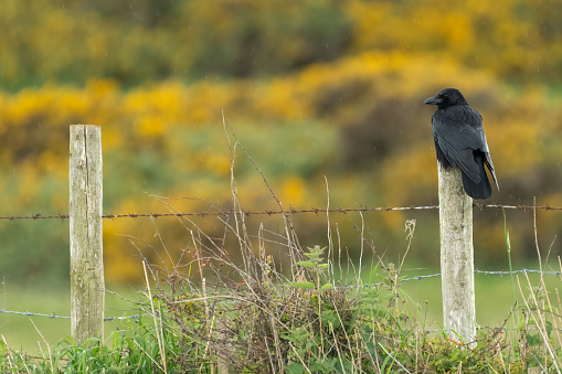 Carrion crow (Corvus corone), Yorkshire, UK