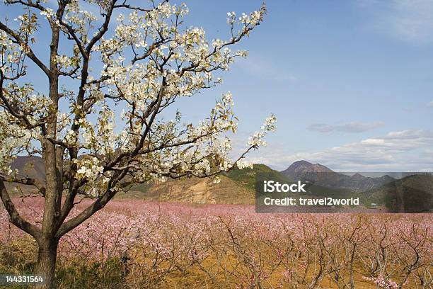 Pera Fiore Albero E Montagna - Fotografie stock e altre immagini di Agricoltura - Agricoltura, Albero, Ambientazione esterna