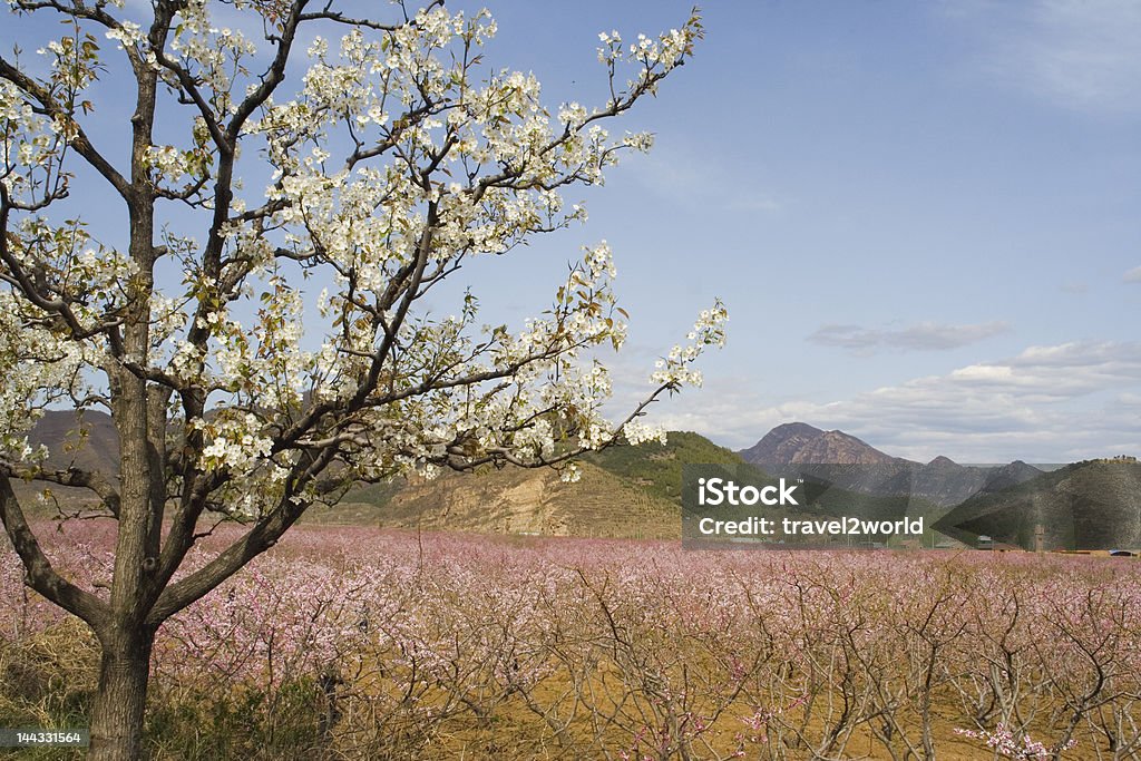 ナシ花の木と山 - ナシのロイヤリティフリーストックフォト