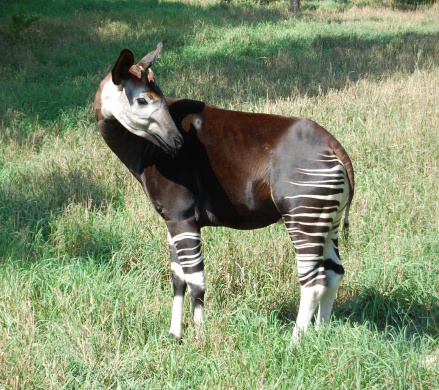 Okapi grazing in the grass. 