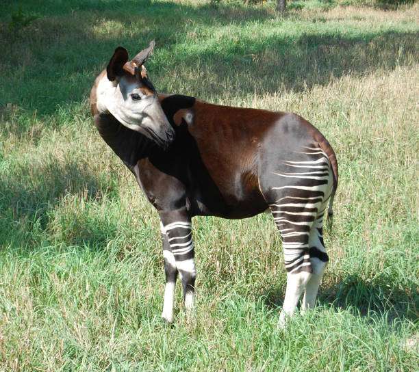Race Stripes Okapi grazing in the grass. Okapi stock pictures, royalty-free photos & images