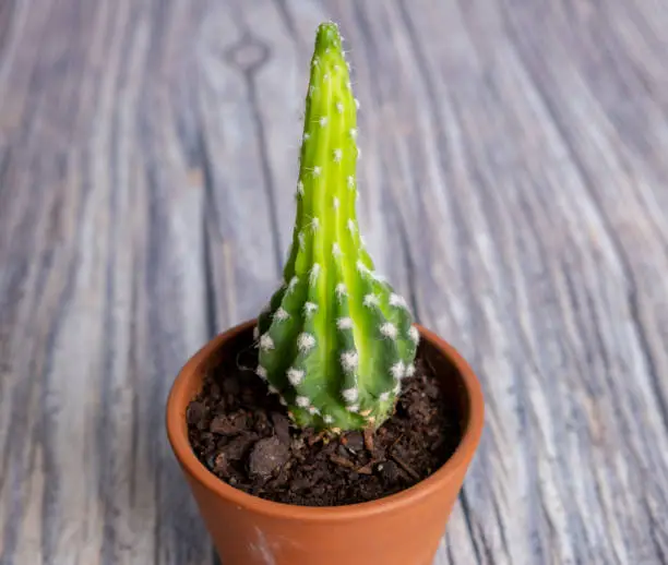 Cactus in a vase isolated on wood in Madrid, Community of Madrid, Spain