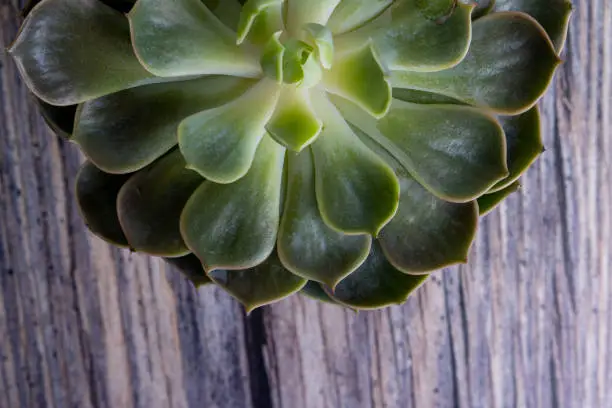 Detail of potted cactus plant. Succulent plant in pot on table.  in Madrid, Community of Madrid, Spain