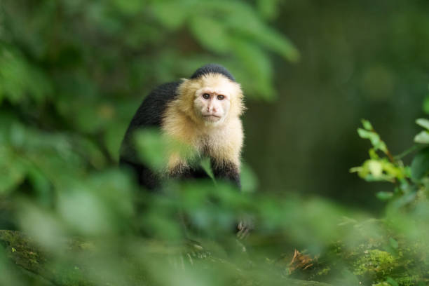 White-faced capuchin Monkey in the Rainforest White-faced capuchin Monkey in the Rainforest in Gamboa, Colón Province, Panama serious monkey stock pictures, royalty-free photos & images