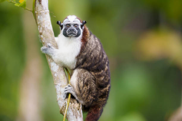 Geoffroy's Tamarin Monkey Portrait in Panama stock photo