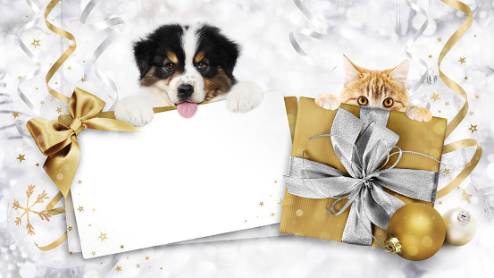 pet shop Christmas gift card with puppies ginger cat and dog, shiny golden bow, box and balls, background with bright ribbons on bokeh lights, copy space template for tag price or advertising banner.