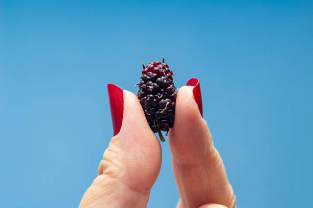 Goiânia, Goias, Brazil – November 21, 2022:  A blackberry between a woman's fingers with red painted nails against a blue background.