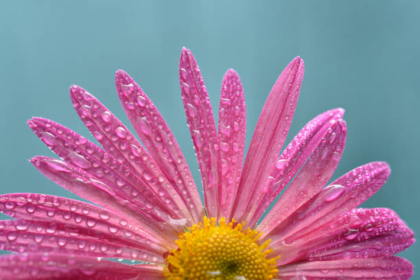 Pink flower with water drops on a blue background. Macro studio shot from a low angle.