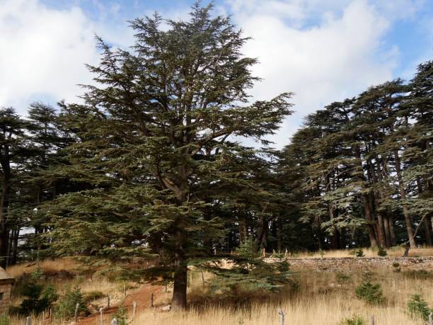 istock Holy Valley, God cedars Forest, Lebanon 1443317163