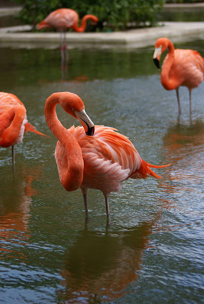 Flamants roses - Photo