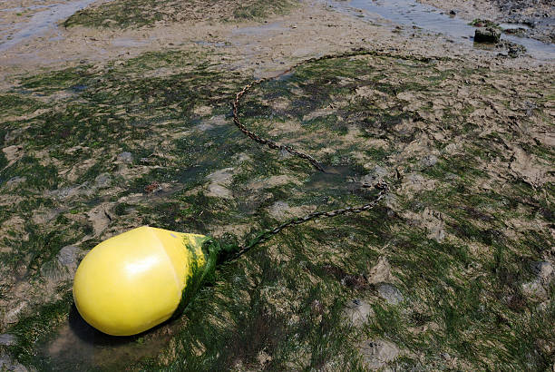 Attached white buoy lying on sand with low tide