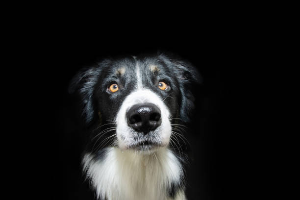 istock Portrait serious border collie dog looking at camera. Isolated on black background 1443318309