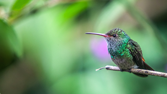 A Rufous-tailed hummingbird dries off after a downpour in the Mindo rainforest of Ecuador.