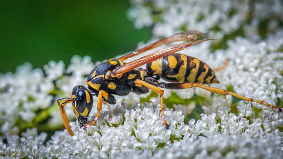 A close-up shot of a Tree Wasp or Dolichovespula Sylvestris that is gathering nectar from delicate white flowers.
