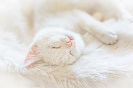 Sweet Little White Kitty sleeping on white fur fabrics