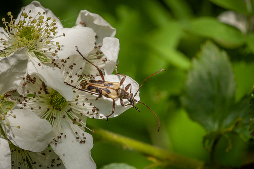 A flower longhorn beetle pollinates a spring flower in the Laurentian Forest.