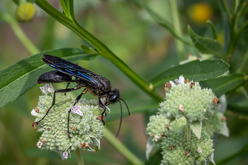 Great black wasp, (Sphex pensylvanicus), Grand sphex noir on Clustered Mountainmint flowers.